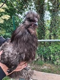 Gallo MOROSETA nero