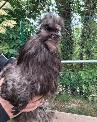 Gallo MOROSETA nero
