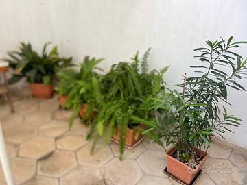 Piante