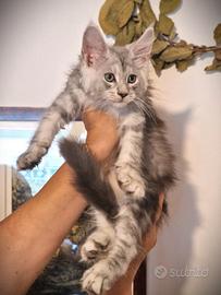 Cuccioli di gattini Maine Coon Pedigree