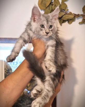 Cuccioli di gattini Maine Coon Pedigree
