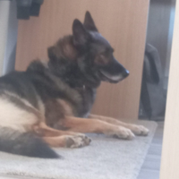 Compagnia per Zagor