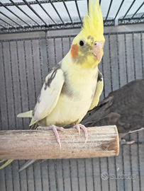 Coppia pappagalli calopsite