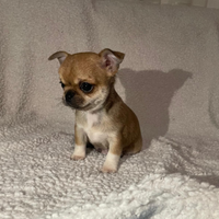 Cuccioli di chihuahua maschi e femmine