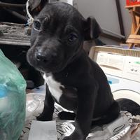 Pitbul maschio originale