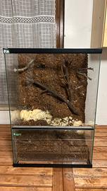 Teca / Terrario per rettili 50x33x72