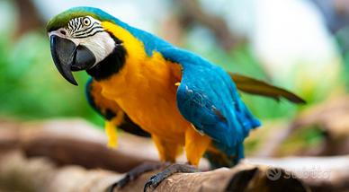 Pappagalli Ararauna
