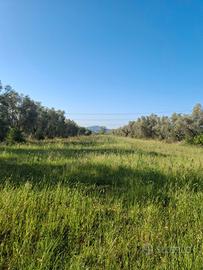 Terreno agricolo