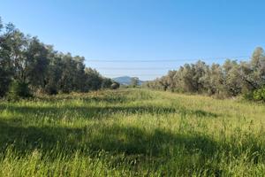 Terreno agricolo