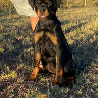 Cucciola Rottweiler Top pedigree