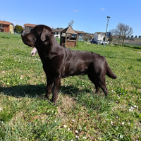 Labrador Chocolate