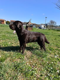 Labrador Chocolate