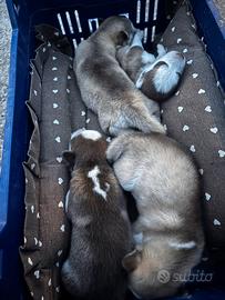 Cuccioli siberian husky