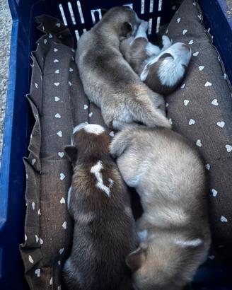 Cuccioli siberian husky
