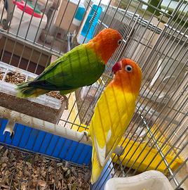 Pappagalli inseparabili pulli Fischer