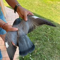 Volantini e piccioni per caccia al colombaccio