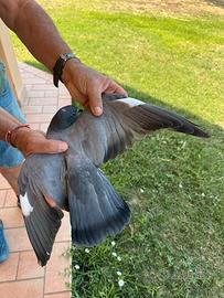 Volantini e piccioni per caccia al colombaccio