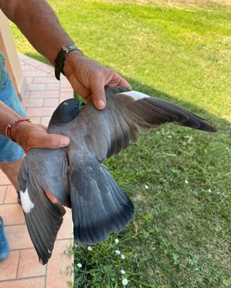 Volantini e piccioni per caccia al colombaccio