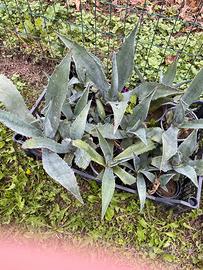 Agave