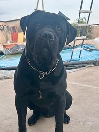 Cane corso per monta
