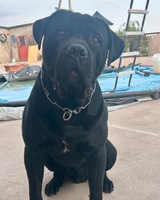 Cane corso per monta