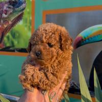 Cuccioli di barboncini mini toy