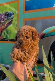 Cuccioli di barboncini mini toy