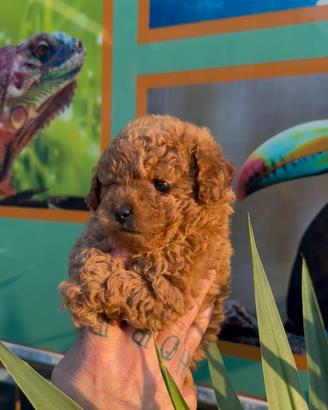 Cuccioli di barboncini mini toy