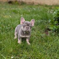 Cuccioli bulldog francese lilac tan