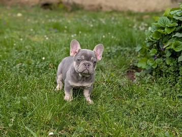 Cuccioli bulldog francese lilac tan