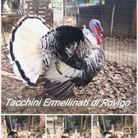 Tacchini ermellinati di Rovigo