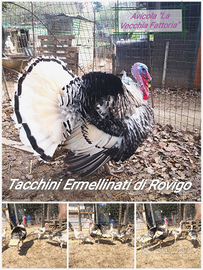 Tacchini ermellinati di Rovigo