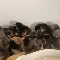 Australorp blu e nero razza pura