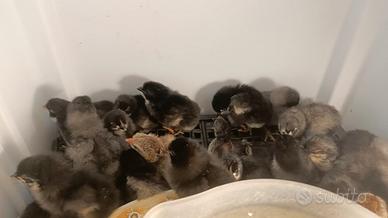 Australorp blu e nero razza pura