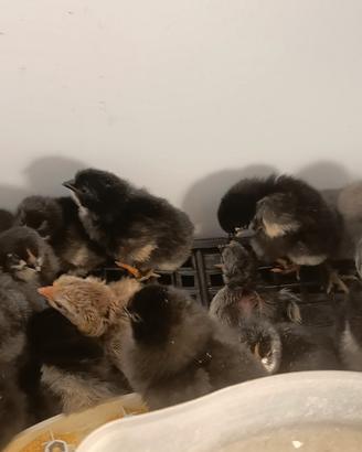 Australorp blu e nero razza pura