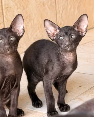 Gatti orientali
