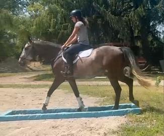 Cavallino speciale 4 anni