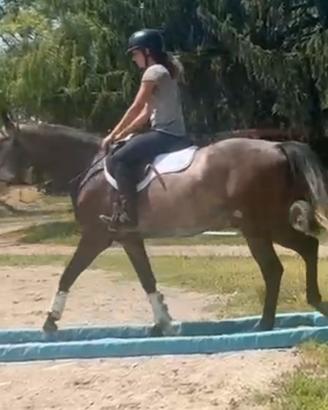 Cavallino speciale 4 anni