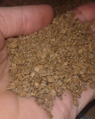 Sansa, nocciolino, guscio di mandorla
