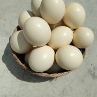 Gusci di uova di struzzo