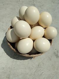 Gusci di uova di struzzo