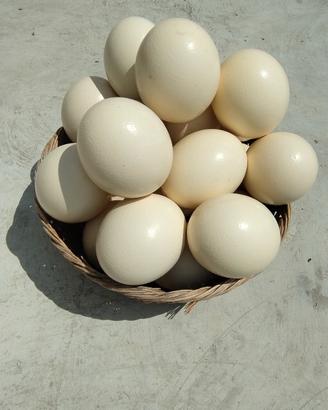 Gusci di uova di struzzo