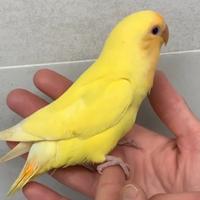 Pulli di inseparabili all a mano