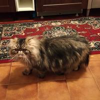 Gatto persiano maschio per MONTA