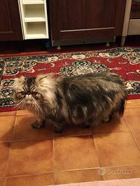 Gatto persiano maschio per MONTA