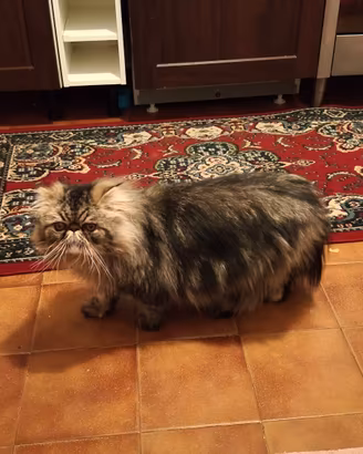 Gatto persiano maschio per MONTA