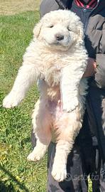 Cuccioli Pastore Maremmano Abruzzese