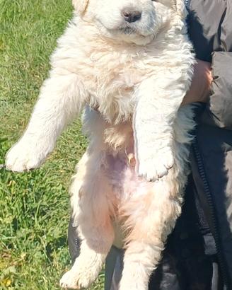 Cuccioli Pastore Maremmano Abruzzese
