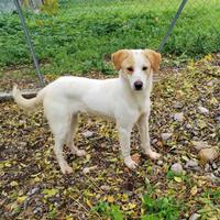 Cucciolo taglia media in adozione