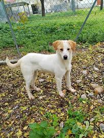 Cucciolo taglia media in adozione